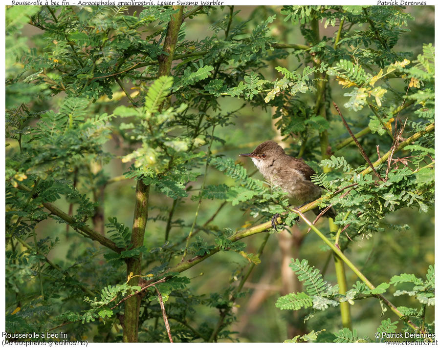 Rousserolle à bec fin, identification