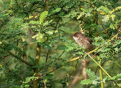 Lesser Swamp Warbler