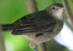 Seychelles Warbler