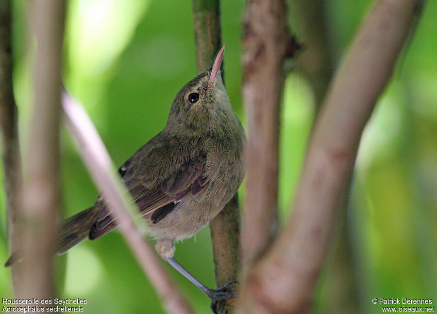 Seychelles Warbleradult breeding, identification