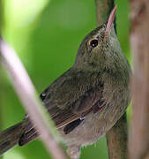 Seychelles Warbler