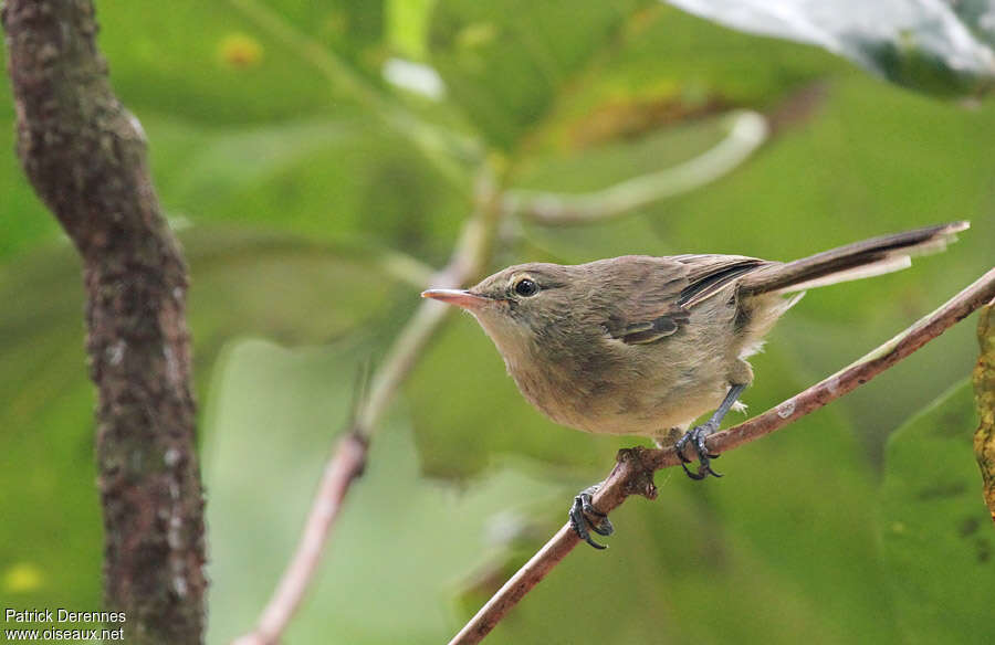 Seychelles Warbleradult breeding, identification