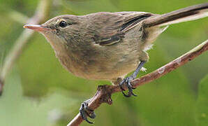 Seychelles Warbler