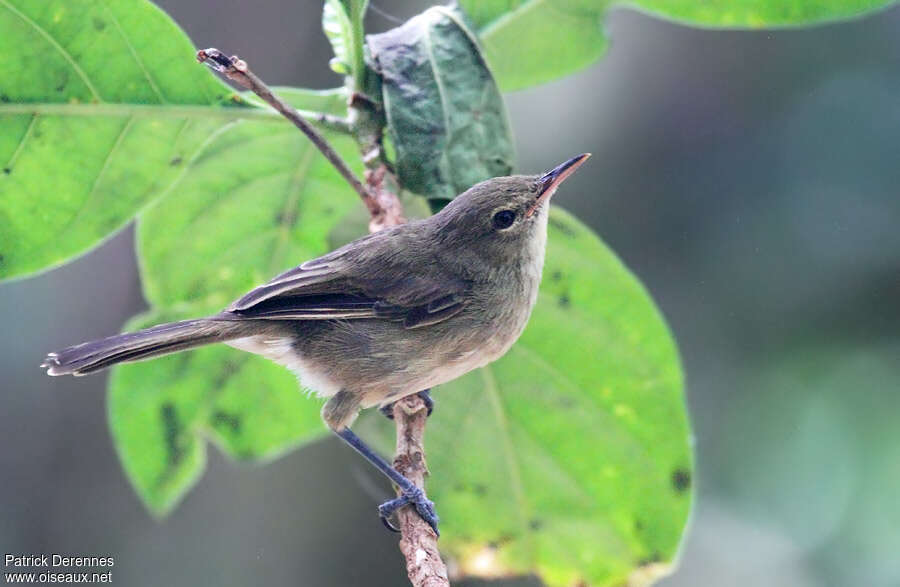 Seychelles Warbleradult breeding, identification