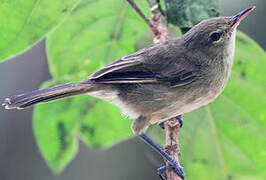 Seychelles Warbler