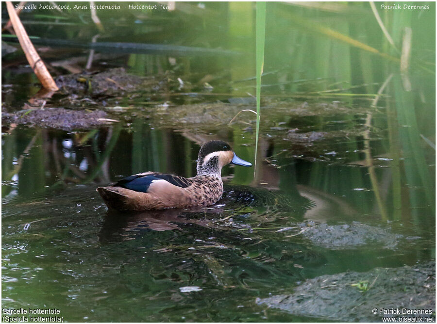 Sarcelle hottentoteadulte, identification