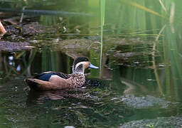 Blue-billed Teal