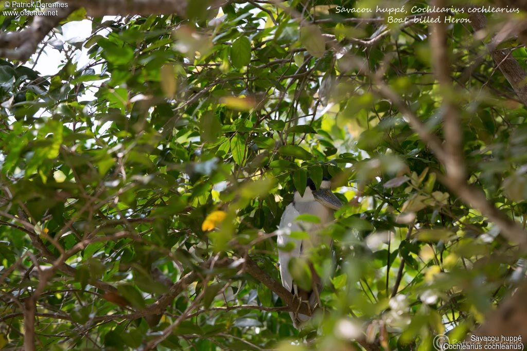 Boat-billed Heronadult, identification, habitat