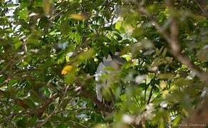 Boat-billed Heron