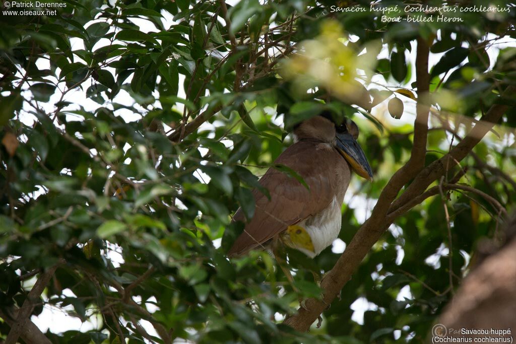 Boat-billed Heronimmature, identification, habitat