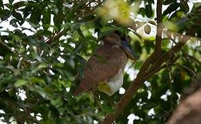 Boat-billed Heron