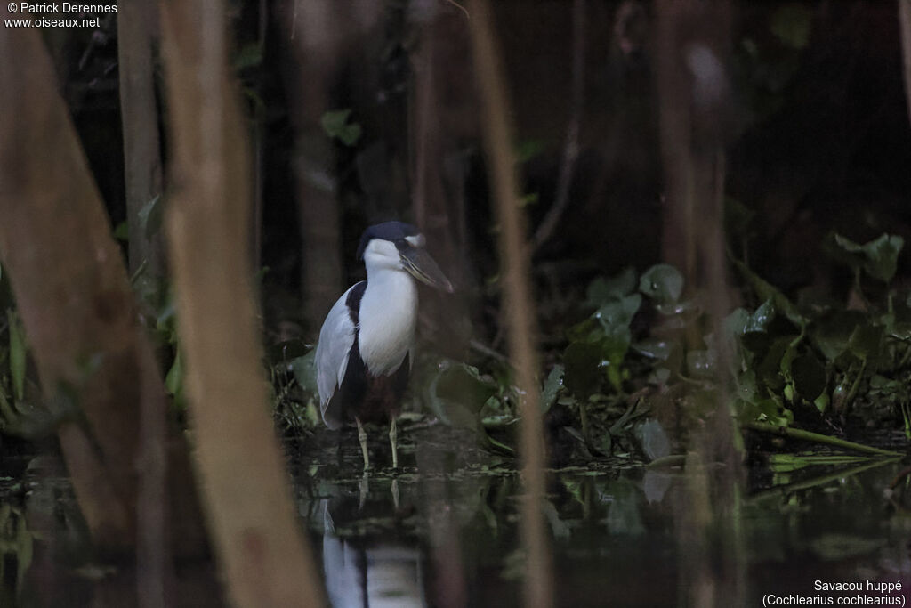 Savacou huppéadulte, identification, habitat