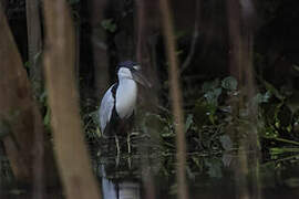 Boat-billed Heron