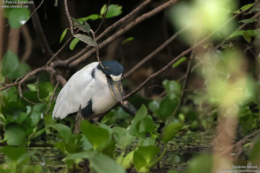 Boat-billed Heronadult, identification, habitat