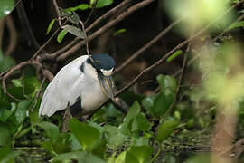 Boat-billed Heron