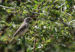 Yellow-throated Seedeater