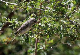 Yellow-throated Seedeater