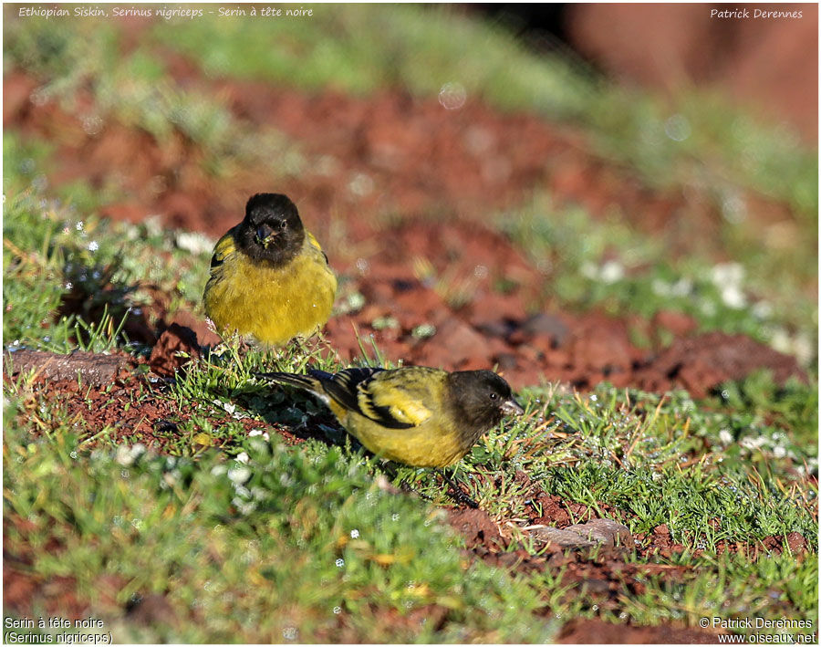 Serin à tête noireadulte, identification, régime