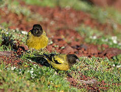 Serin à tête noire