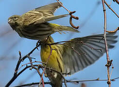 European Serin