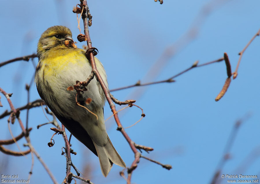 Serin cini mâle, identification, régime