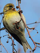 European Serin