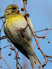 Serin cini