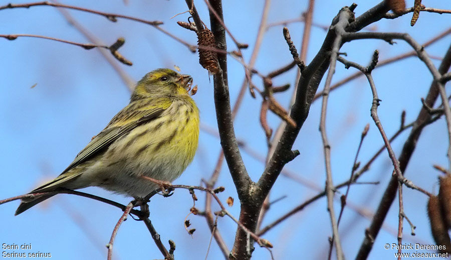 Serin cini mâle, identification, régime