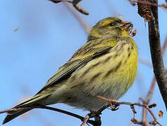 European Serin