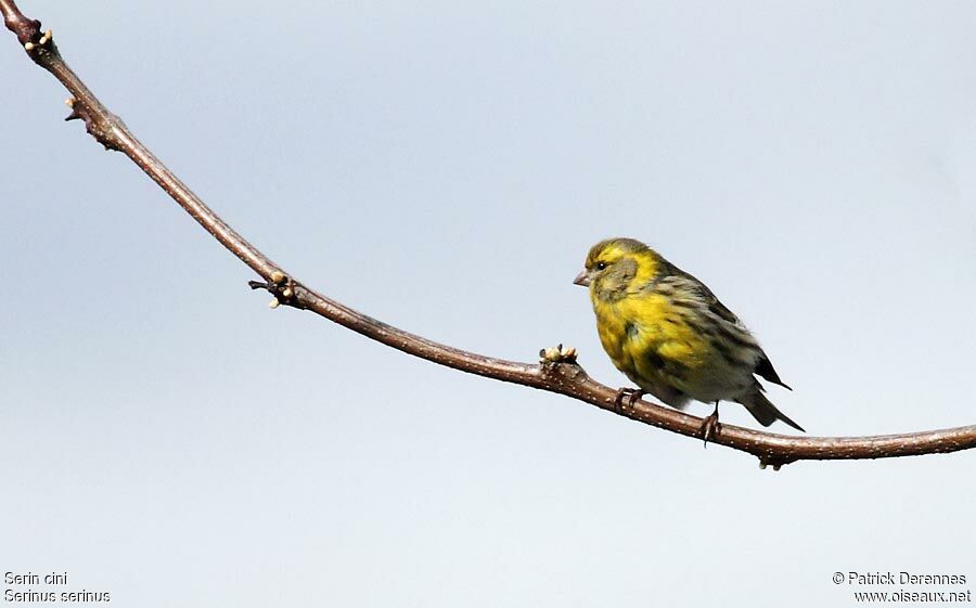 Serin cini mâle, identification