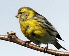 European Serin