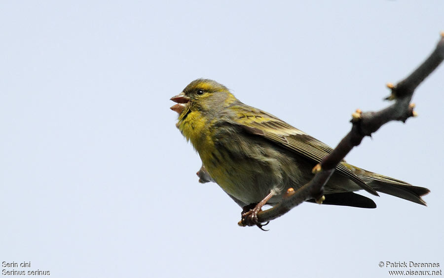 European Serin male, identification, song