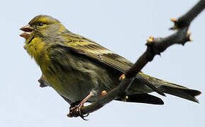 European Serin