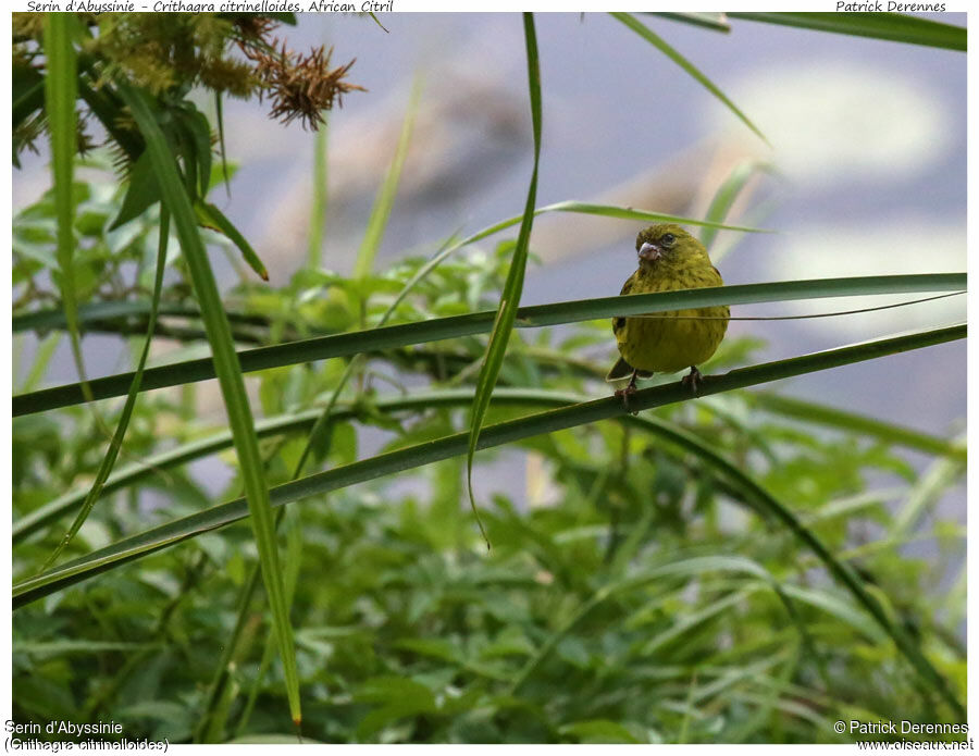 Serin d'Abyssinie, identification