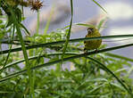 Serin d'Abyssinie