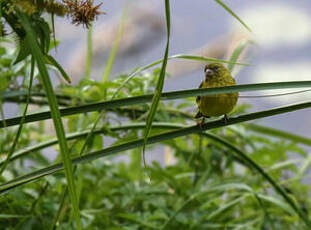 Serin d'Abyssinie