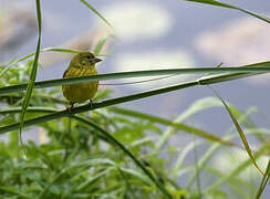 Serin d'Abyssinie