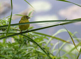 Serin d'Abyssinie