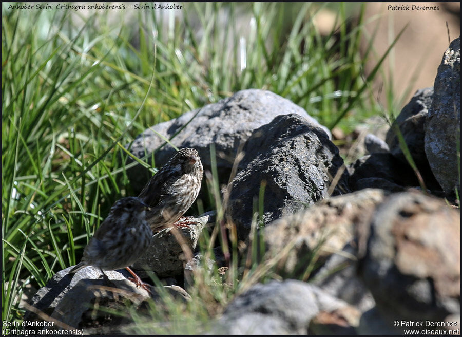 Serin d'Ankoberadulte, identification