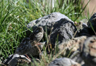 Serin d'Ankober