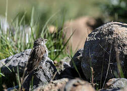 Ankober Serin