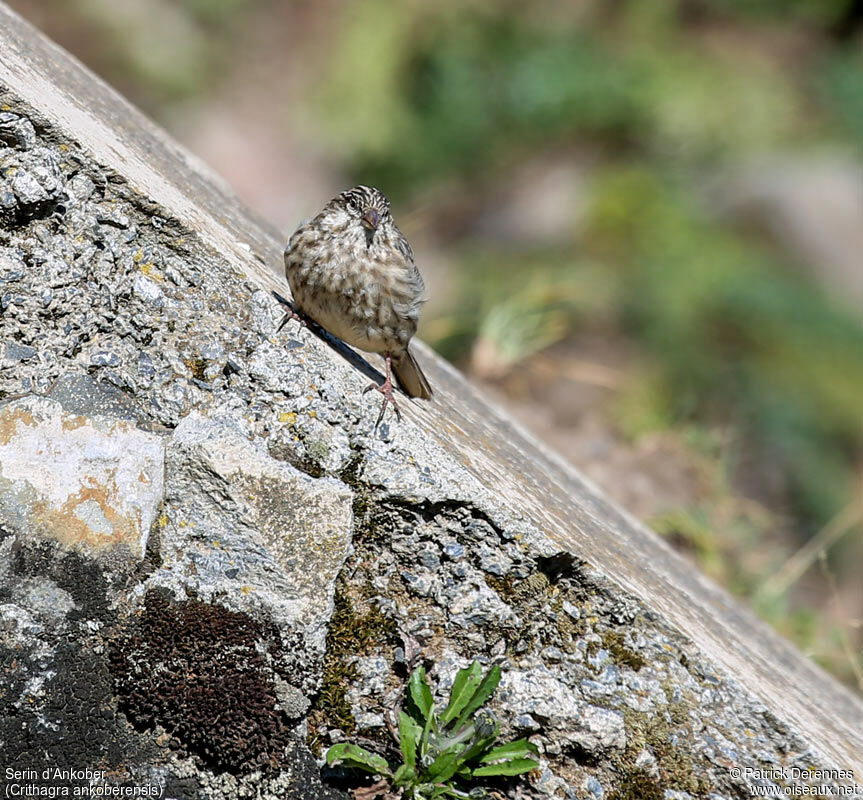 Serin d'Ankoberadulte