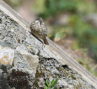 Serin d'Ankober