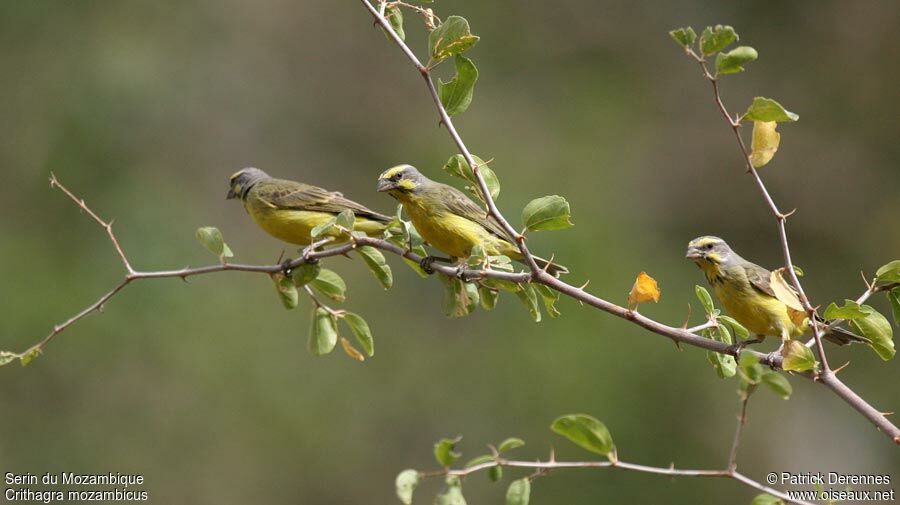 Serin du Mozambiqueadulte