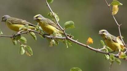 Serin du Mozambique