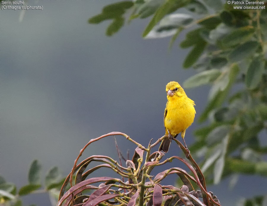 Brimstone Canary