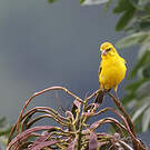 Serin soufré