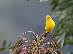 Brimstone Canary