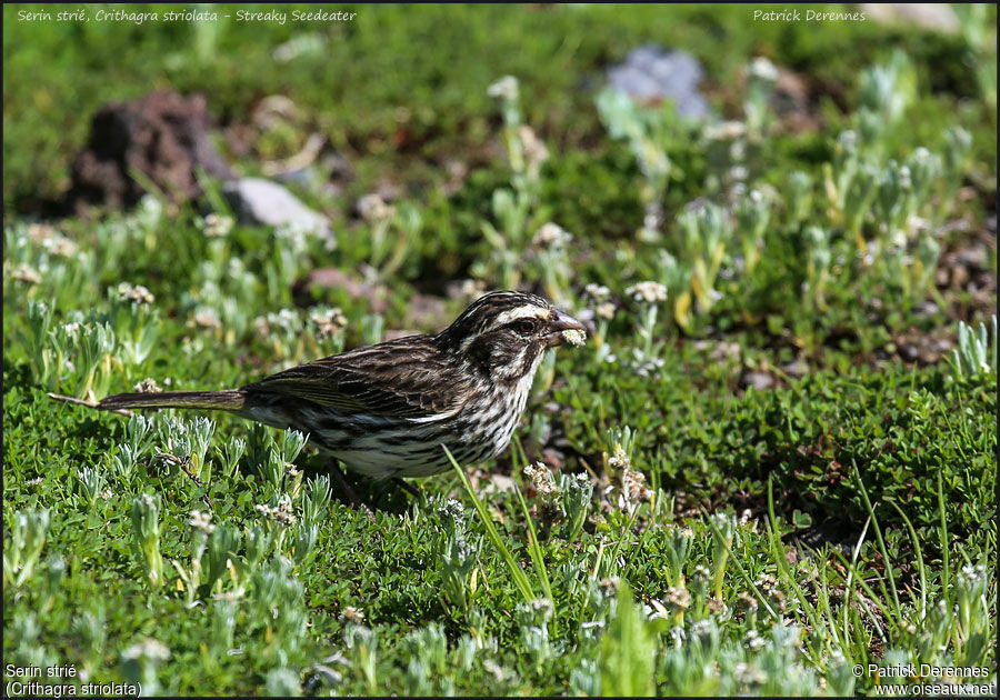 Serin striéadulte, identification, régime