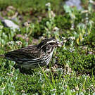 Serin strié